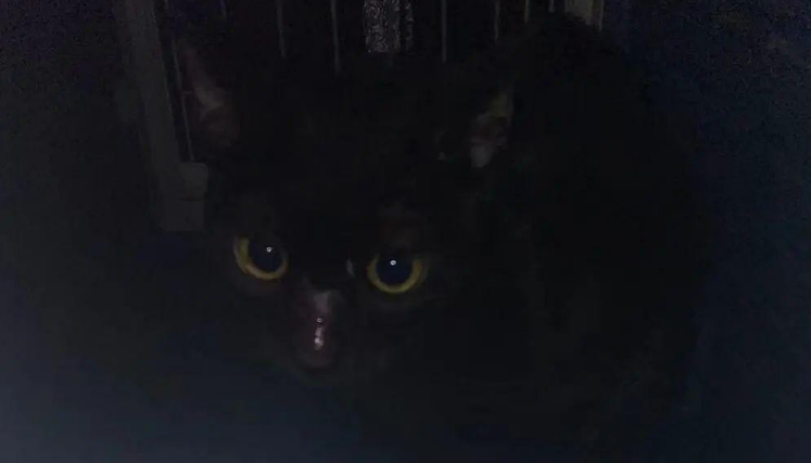 苏州偷猫曝光!当事人被偷猫贼拖行致脑震荡 苏州偷猫曝光!当事人被偷猫贼拖行致脑震荡