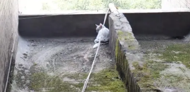 坠楼受伤后，猫咪被困露台