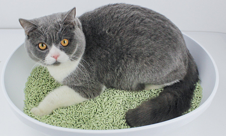 猫砂有必要用贵的吗