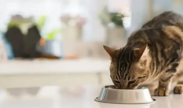猫咪喜欢吃的猫条,到底是有害还是有利? 猫咪喜欢吃的猫条,到底是有害还是有利?
