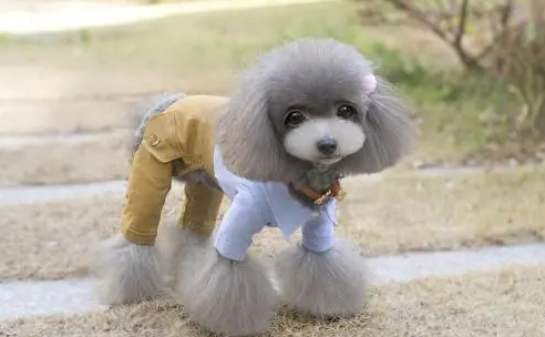 哪里批发宠物衣服