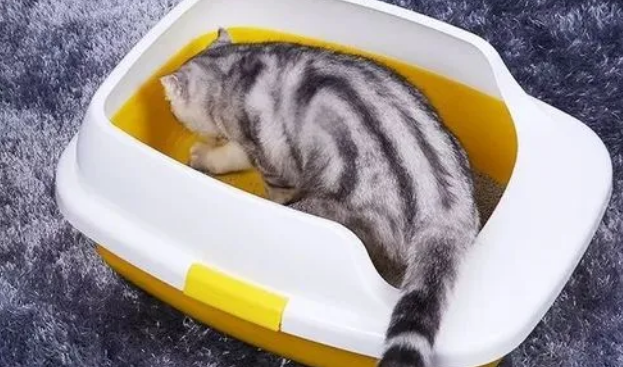 如何节约猫砂 如何节约猫砂