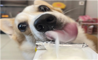 蒙牛酸奶狗狗可以喝吗
