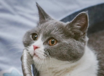 猫抑郁状态是怎样的？有什么表现