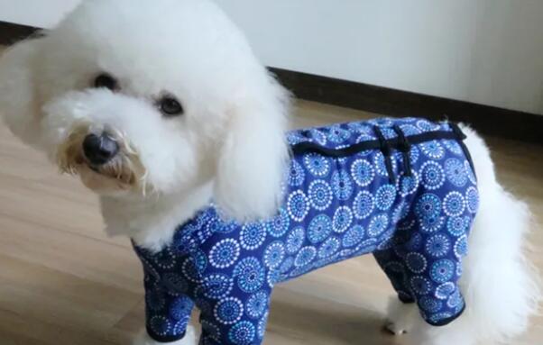 狗狗四脚衣服制作视频 狗狗四脚衣服制作视频
