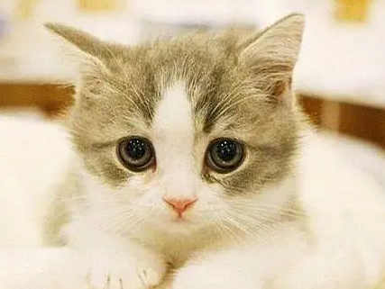 猫开心的表现和不开心的表现是什么样的？
