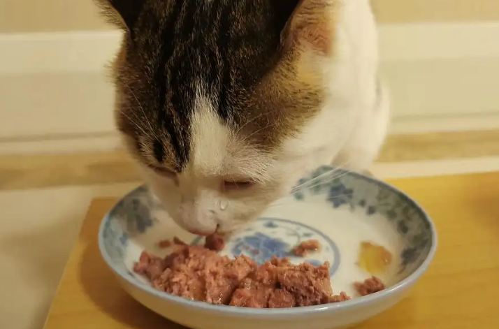 猫咪为什么不爱吃罐头