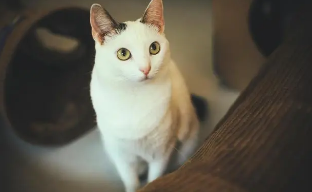 猫咪一般多久洗一次澡,铲屎官如何养一只干净的猫咪 猫咪一般多久洗一次澡,铲屎官如何养一只干净的猫咪