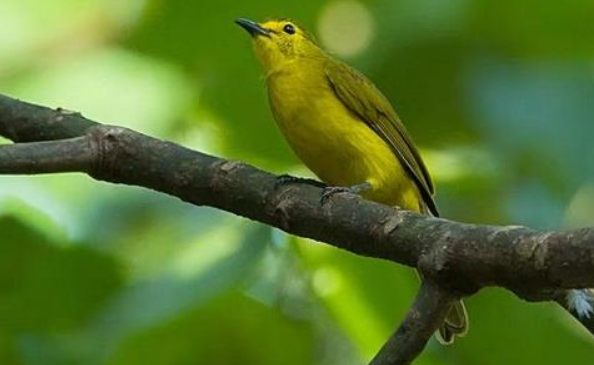 大绿雀鹎吃什么食物?主要吃这些