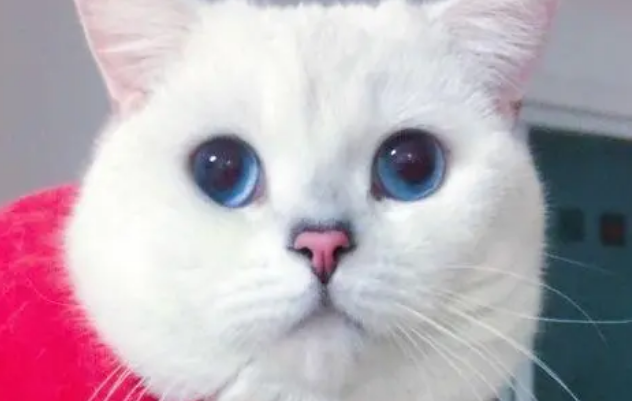 猫舍在哪里找？这三种方式能帮你快速找到