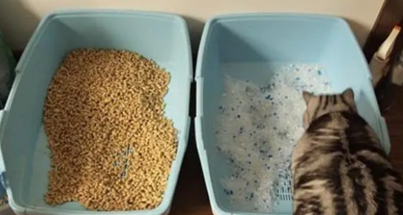 猫砂一个月换一次可以吗