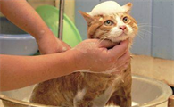 家里没有宠物沐浴露怎么给猫咪洗澡