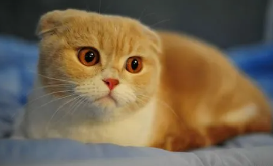 猫吃虫子正常吗？有什么危害吗？