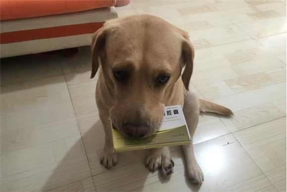 狗狗感冒喂什么药
