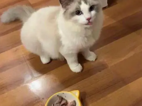 布偶猫粮推荐国产