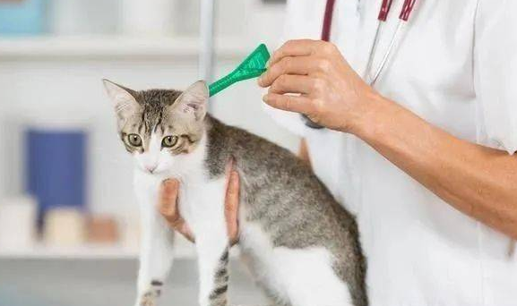 怎么给猫驱虫体外驱虫
