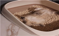 哪一款猫砂好用