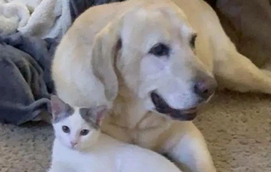 小猫被邻居遗弃,却被家中狗狗带回家 小猫被邻居遗弃,却被家中狗狗带回家