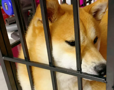 幼犬咬笼子需要制止吗 幼犬咬笼子需要制止吗