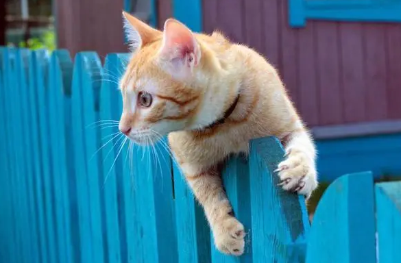 你们说,猫咪的避障能力有多强? 你们说,猫咪的避障能力有多强?