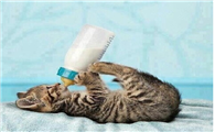 猫咪喝什么奶粉 猫咪喝什么奶粉