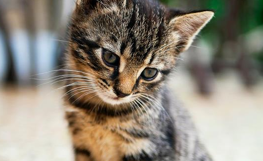 猫耳朵发际线如何恢复,建议所有养猫新手都收藏起来-宠物网