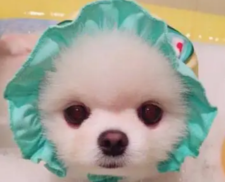 比熊专用沐浴露狗