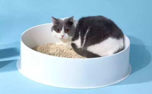 哪个牌子的猫砂好用不贵 哪个牌子的猫砂好用不贵