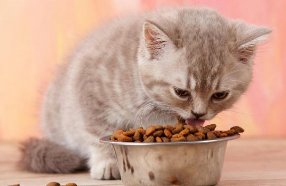 猫咪吃猫粮还是罐头好