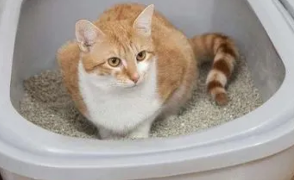 猫砂经常换牌子要紧吗 猫砂经常换牌子要紧吗