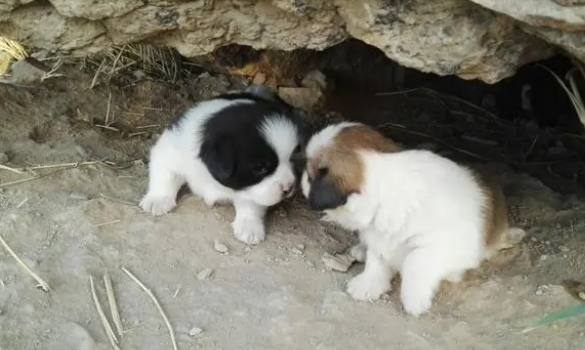 新手养猫不迷路,教你如何挑选宠物羊奶粉 新手养猫不迷路,教你如何挑选宠物羊奶粉