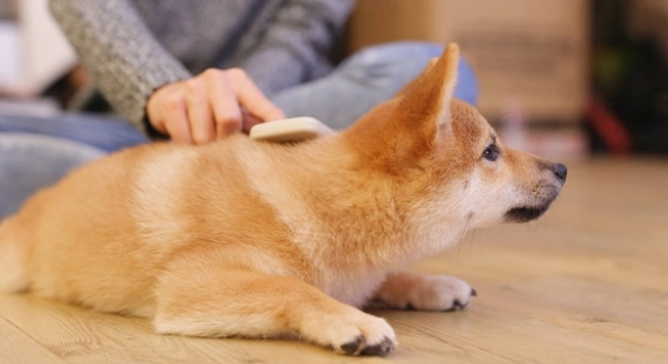 狗狗洗澡需要注意点什么？这些事情，你都知道吗