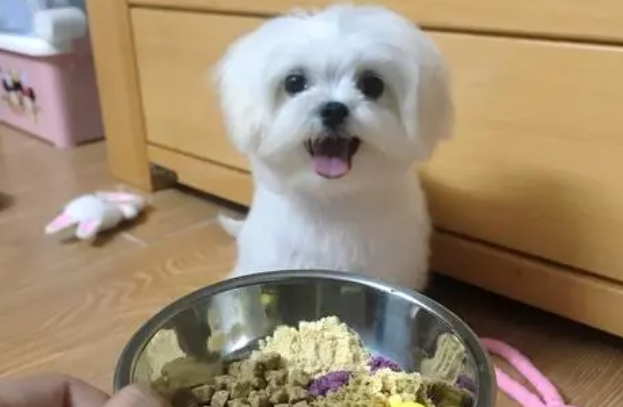 马尔济斯吃什么狗粮