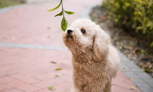 适合泰迪的狗粮