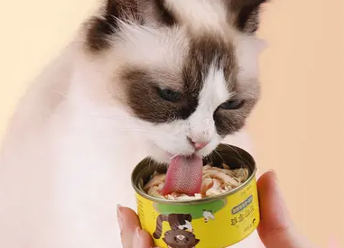 猫零食罐头一次吃多少