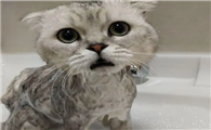 猫洗澡用什么沐浴露