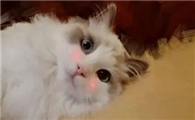 猫吃益生菌拉稀呕吐怎么办?