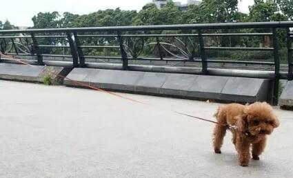 狗狗伸缩牵引绳什么牌子好