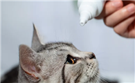人用滴眼液可以给猫用吗