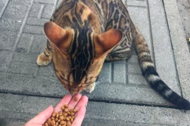 豹猫吃什么牌子猫粮好