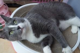 猫抓板的好处,你知道多少? 猫抓板的好处,你知道多少?