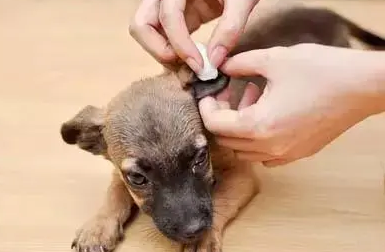 狗狗有耳螨怎么清理