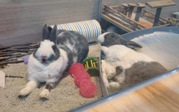 梨园狗市变身宠物乐园，带着宠物逛“商城”