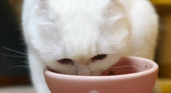 猫罐头吃多少合适
