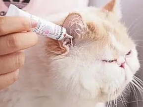 猫咪有耳朵发炎用什么药 猫咪有耳朵发炎用什么药