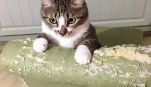教你怎么做猫抓板 教你怎么做猫抓板