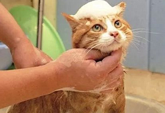 狗的沐浴露猫能用吗