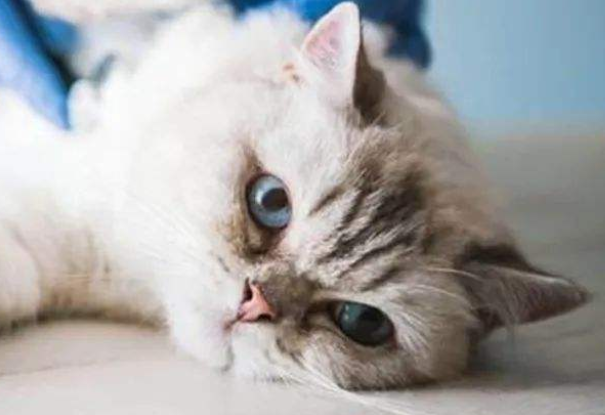 猫近亲繁殖为什么没问题,我来告诉你! 猫近亲繁殖为什么没问题,我来告诉你!