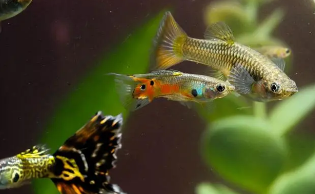 新手养孔雀鱼——鱼缸需要24小时全天打氧吗?什么时候需要增氧? 新手养孔雀鱼——鱼缸需要24小时全天打氧吗?什么时候需要增氧?