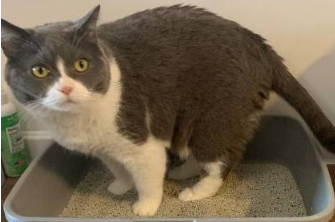 猫砂有香味好不好